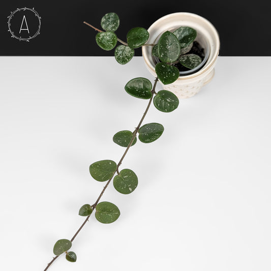 Hoya Mathilde Splash