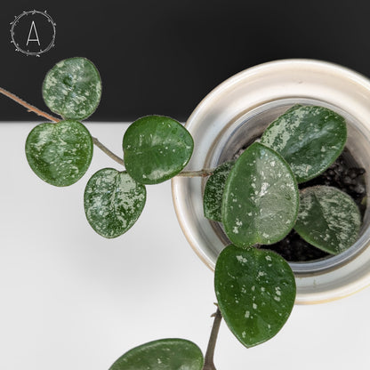Hoya Mathilde Splash