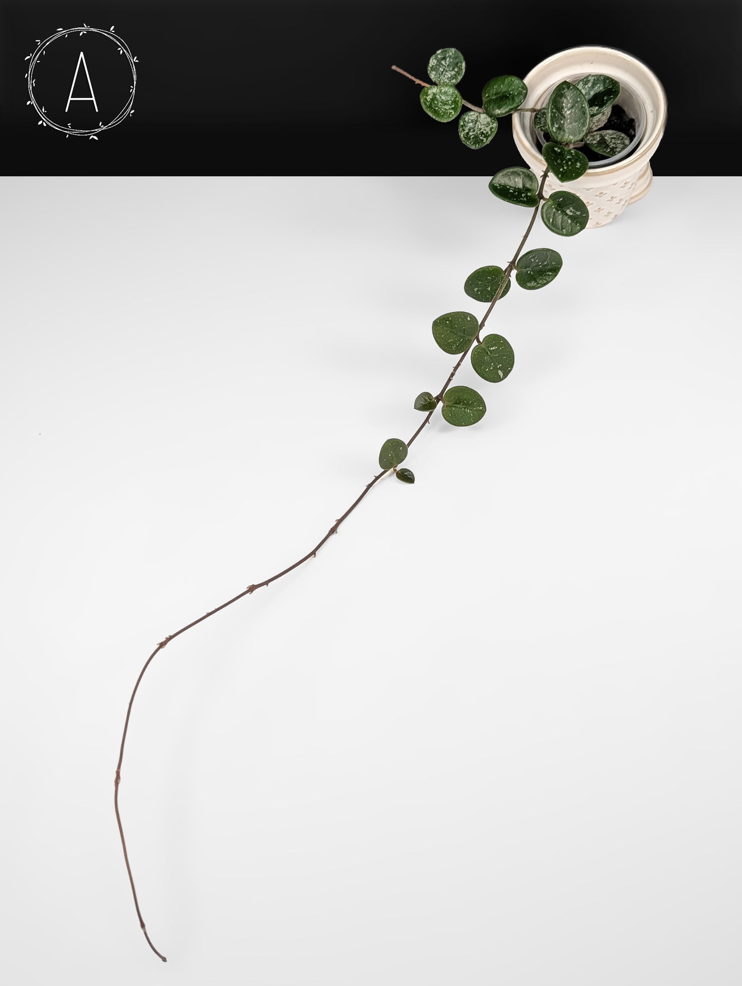Hoya Mathilde Splash