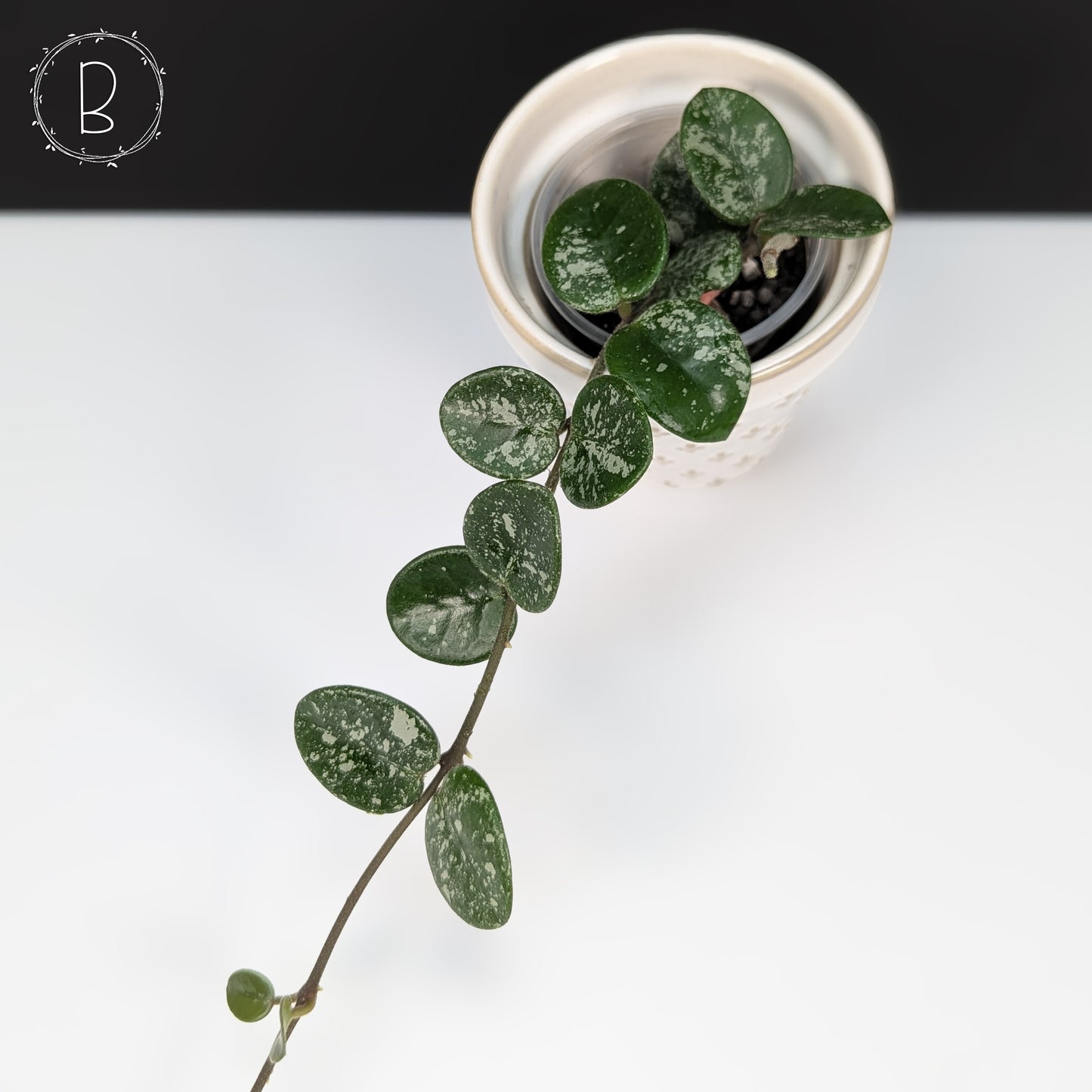 Hoya Mathilde Splash