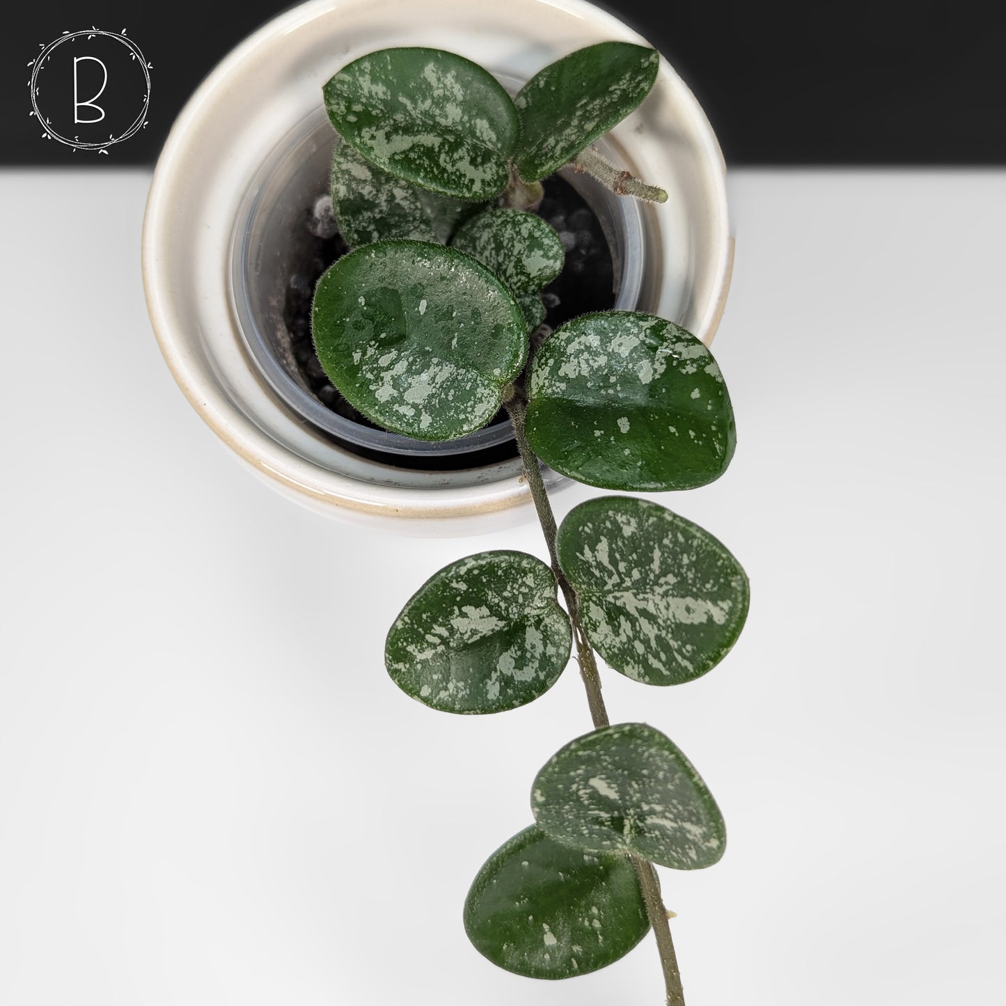 Hoya Mathilde Splash