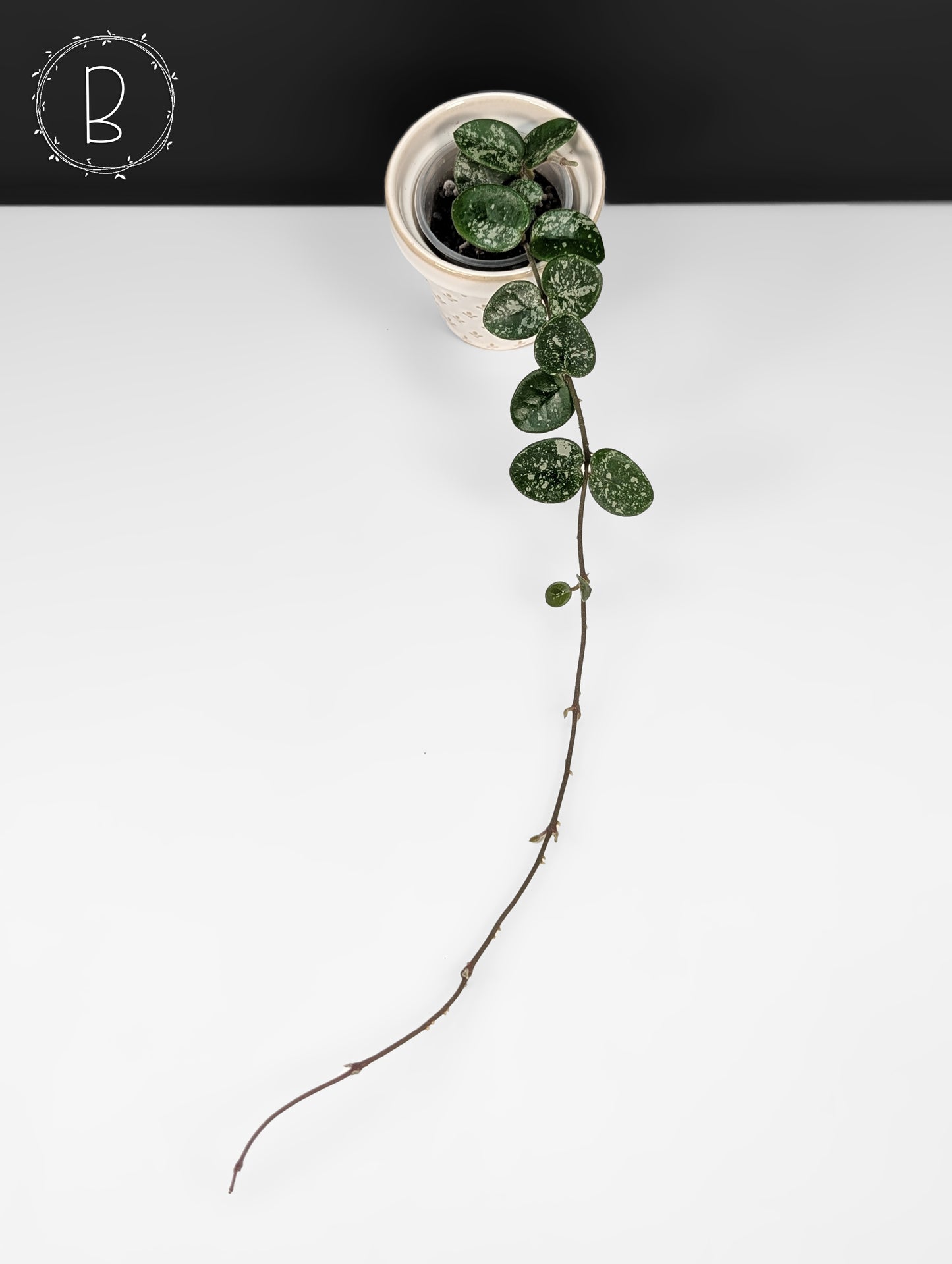 Hoya Mathilde Splash