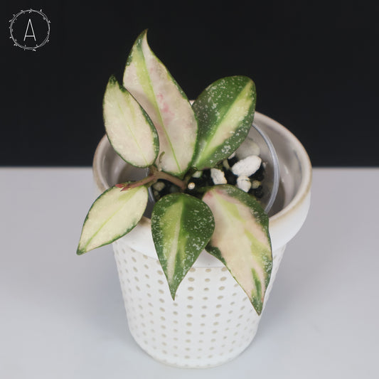 Hoya Nabawanensis Variegated