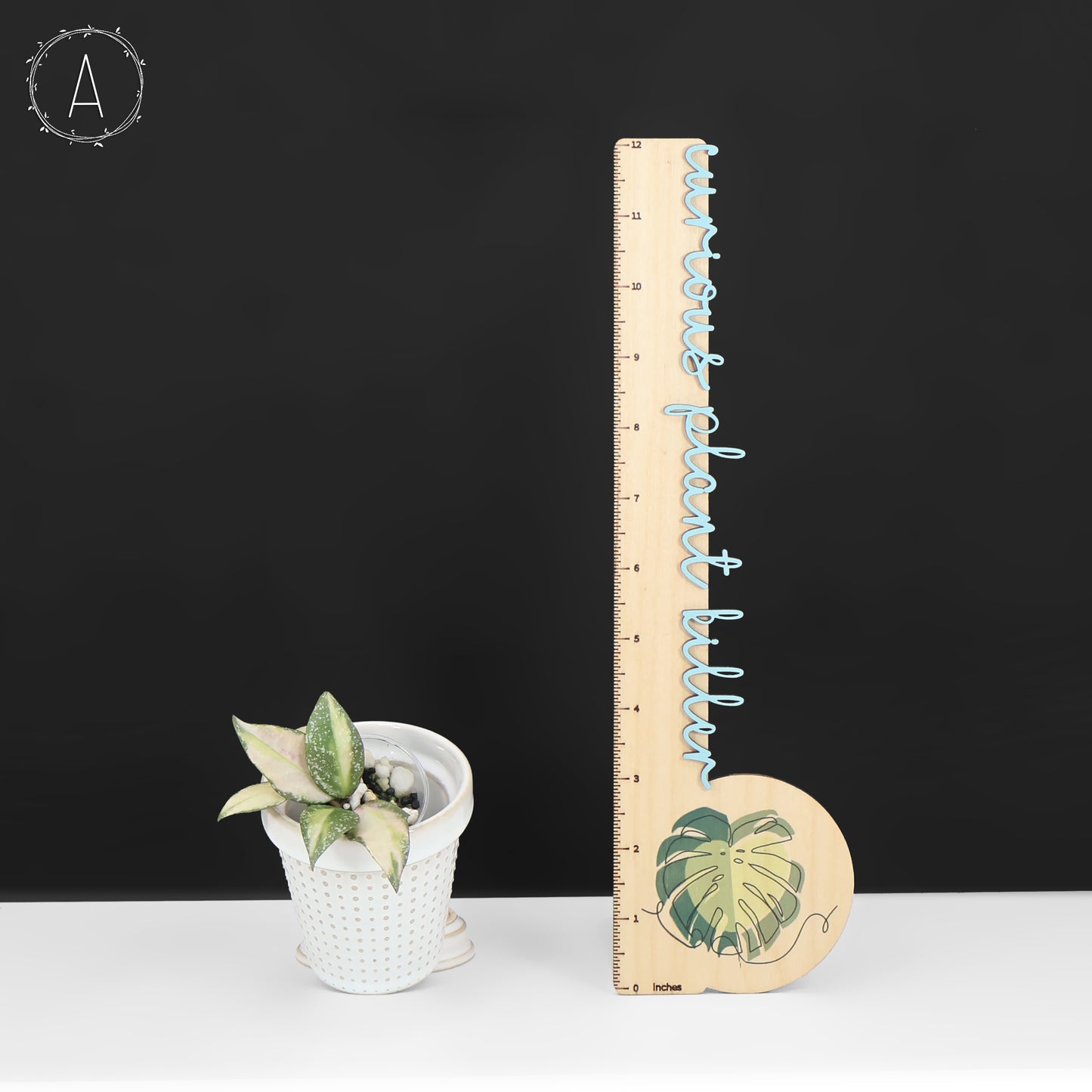 Hoya Nabawanensis Variegated