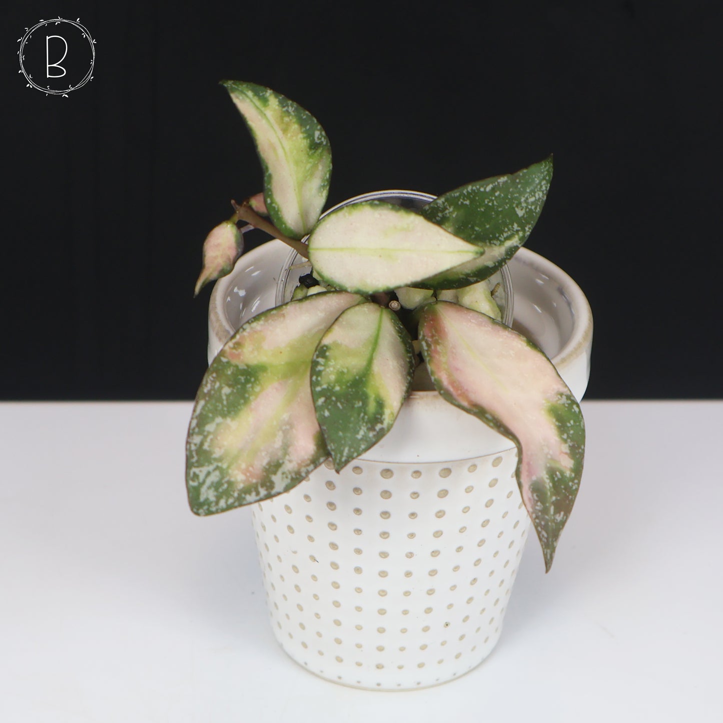 Hoya Nabawanensis Variegated