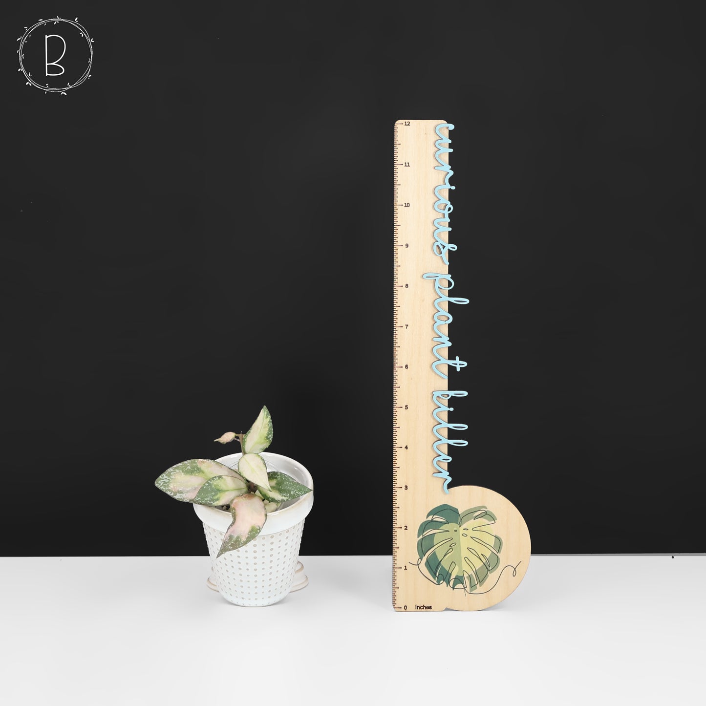 Hoya Nabawanensis Variegated