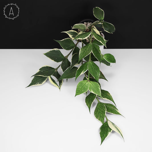 Hoya Polyneura Albomarginata