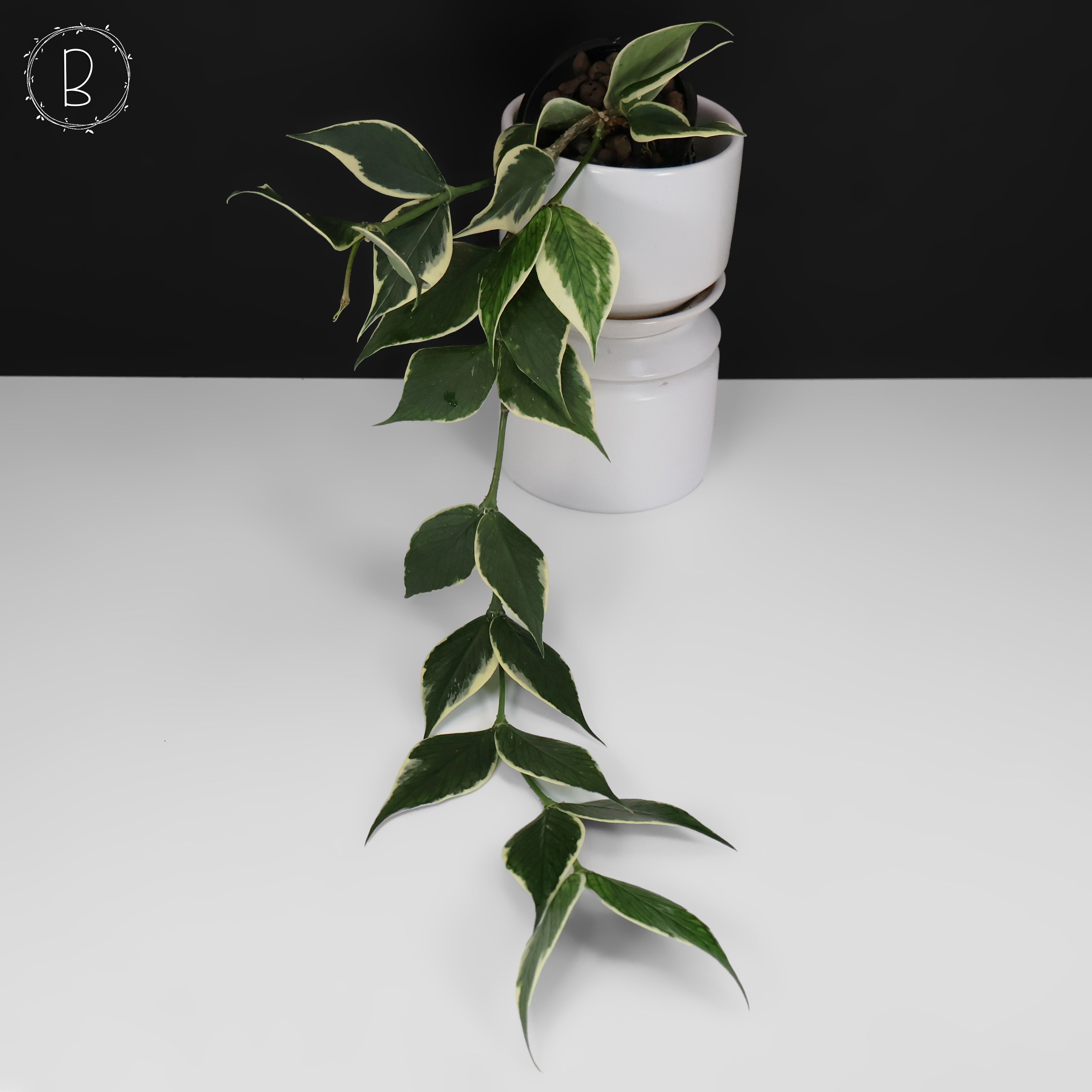 Hoya Polyneura Albomarginata – Curious Plant Killer