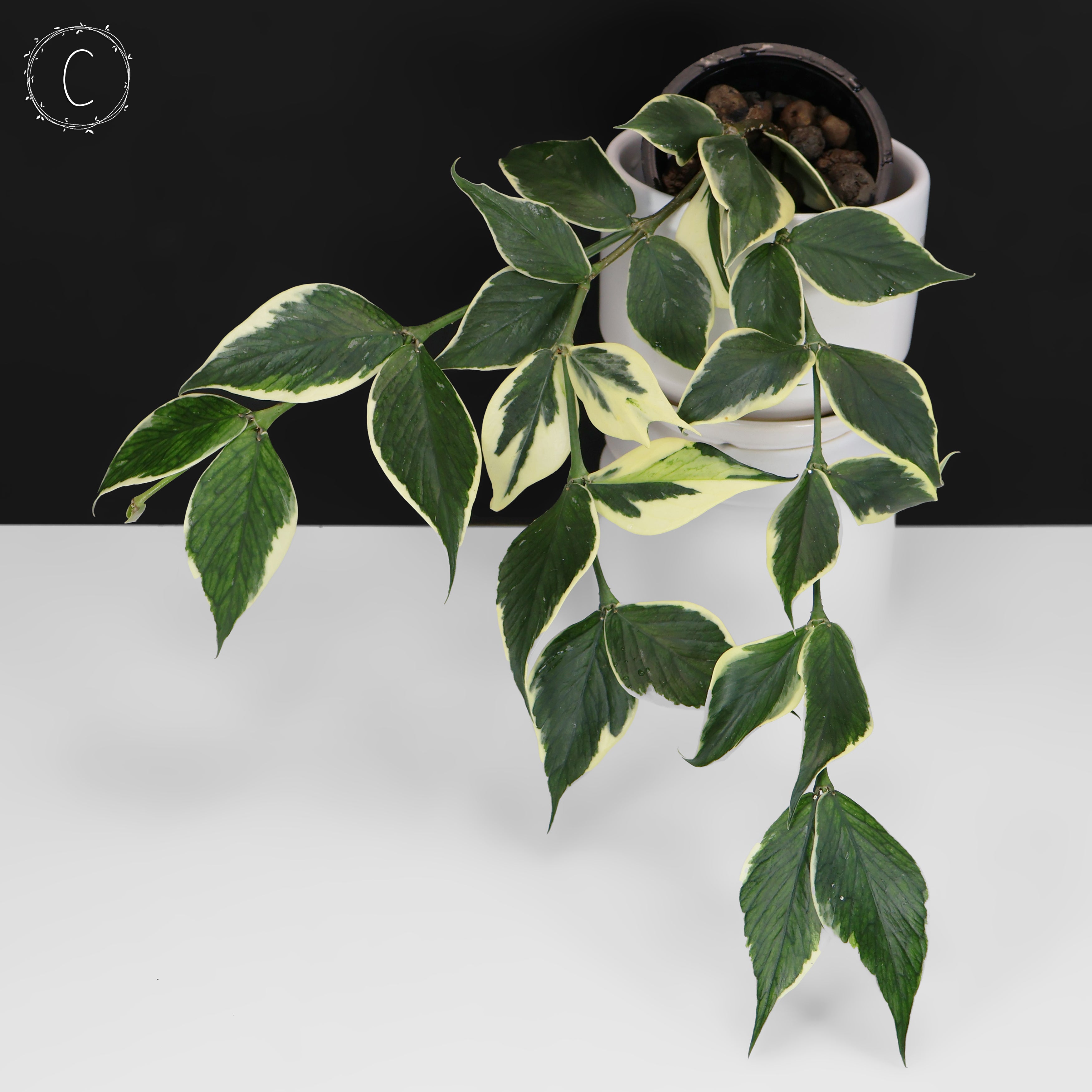 Hoya Polyneura Albomarginata – Curious Plant Killer