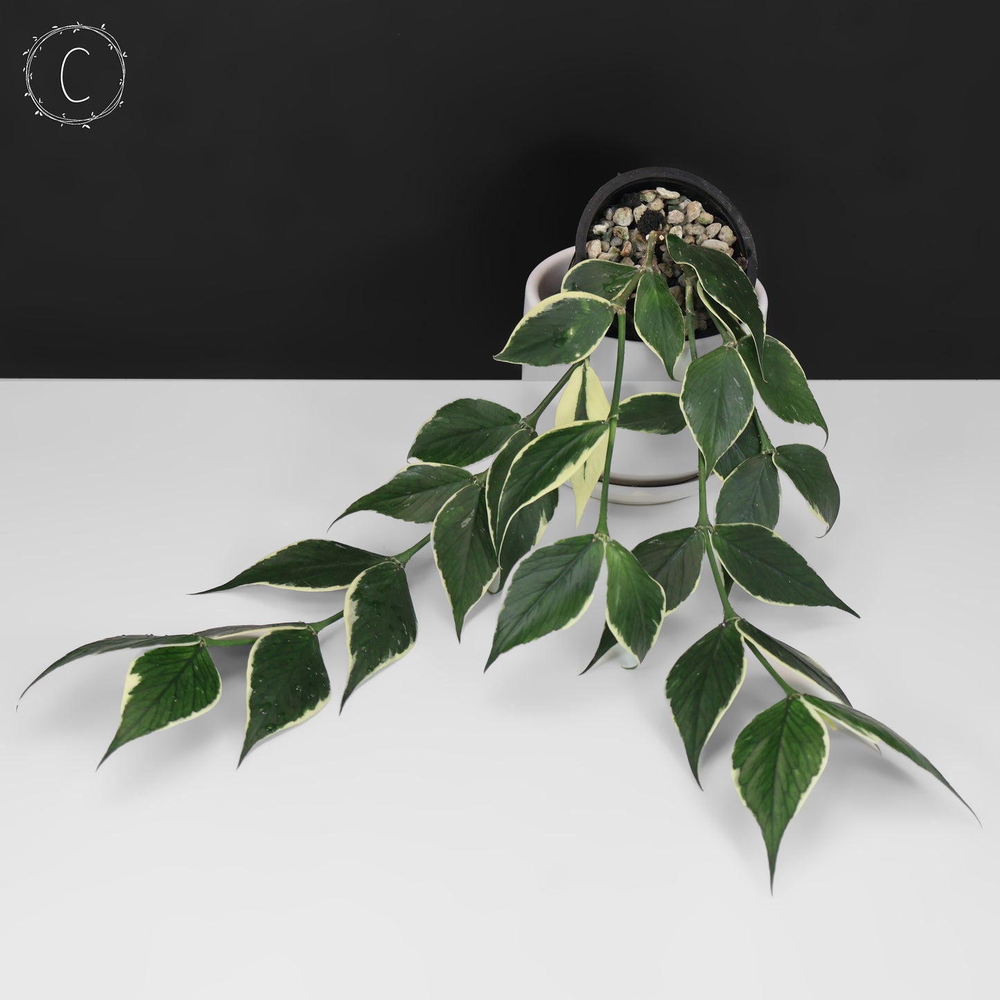 Hoya Polyneura Albomarginata