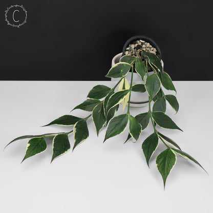 Hoya Polyneura Albomarginata