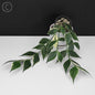Hoya Polyneura Albomarginata