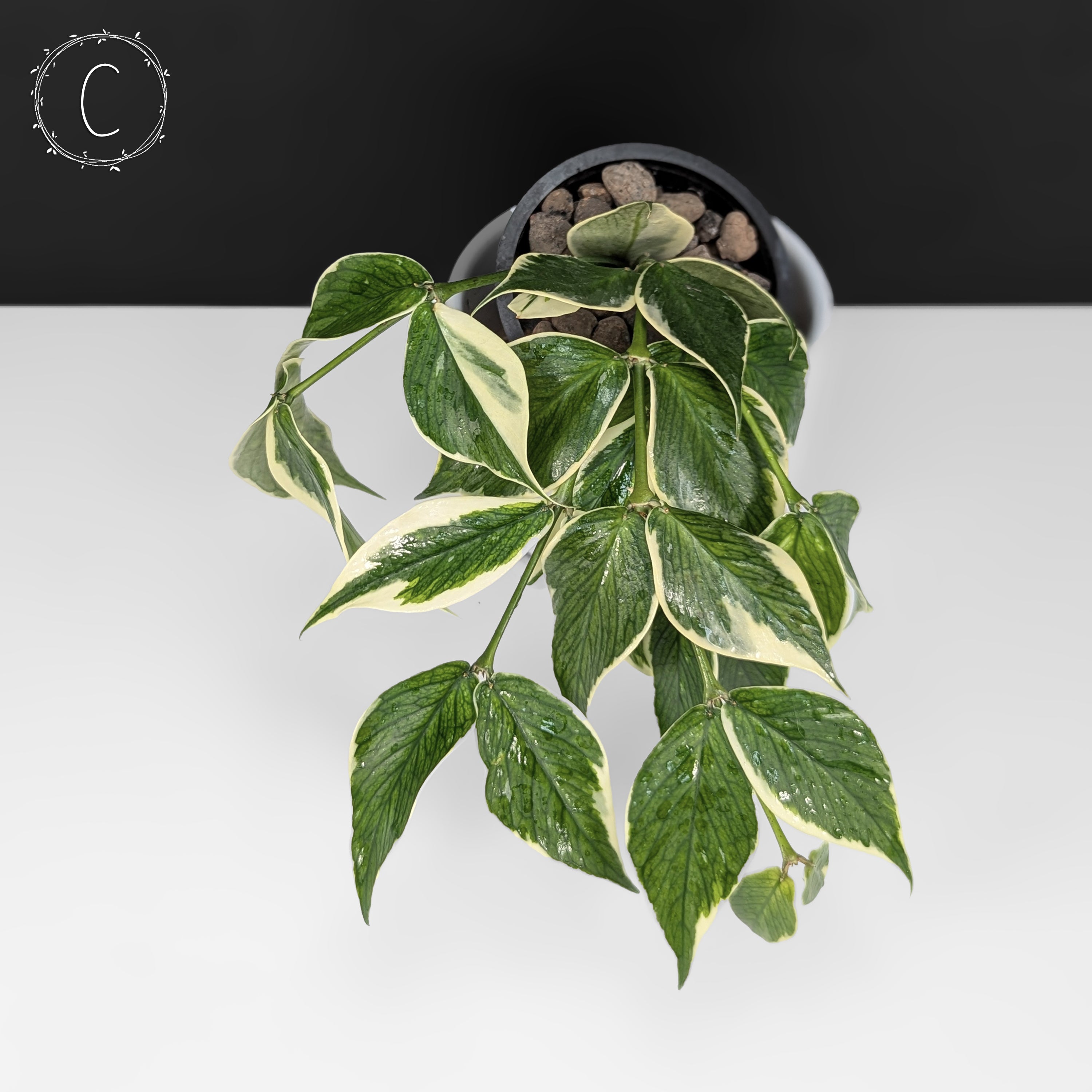 Hoya Polyneura Albomarginata – Curious Plant Killer