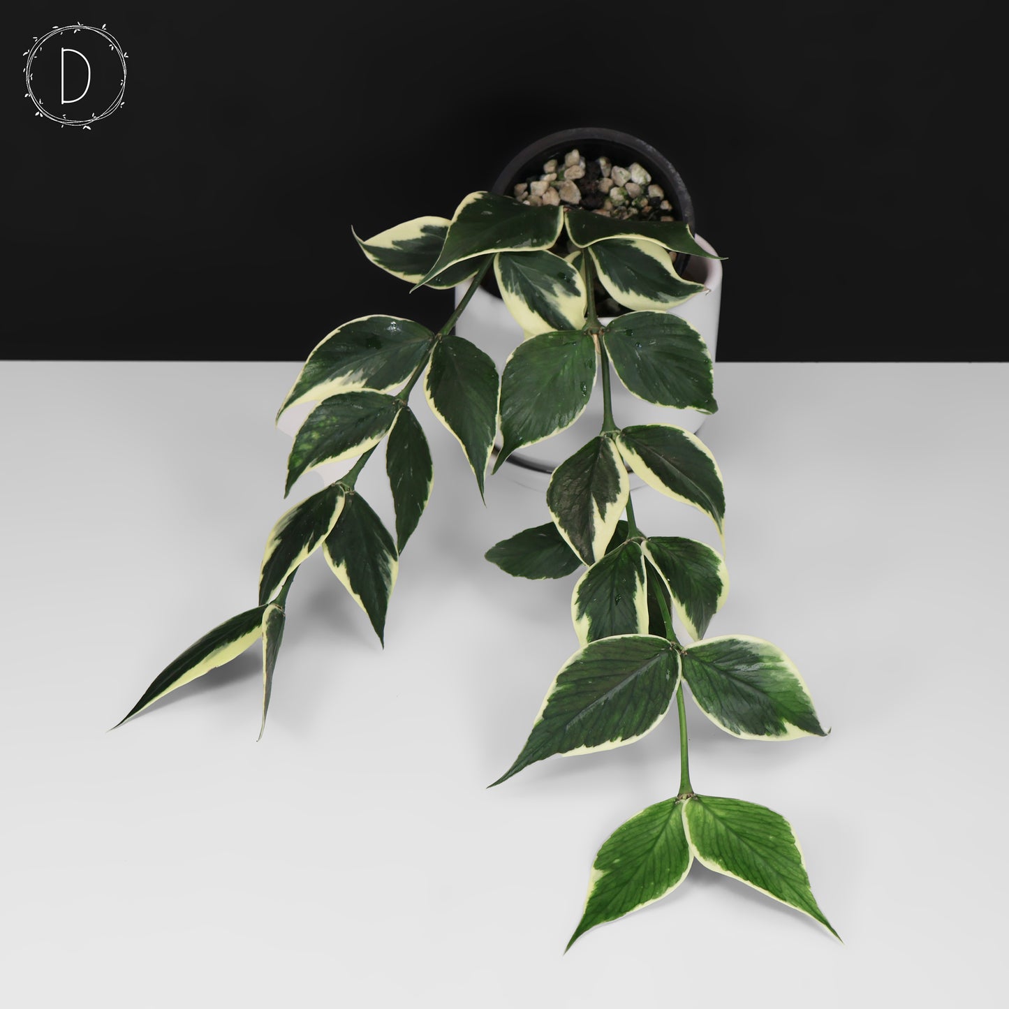 Hoya Polyneura Albomarginata