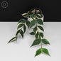 Hoya Polyneura Albomarginata