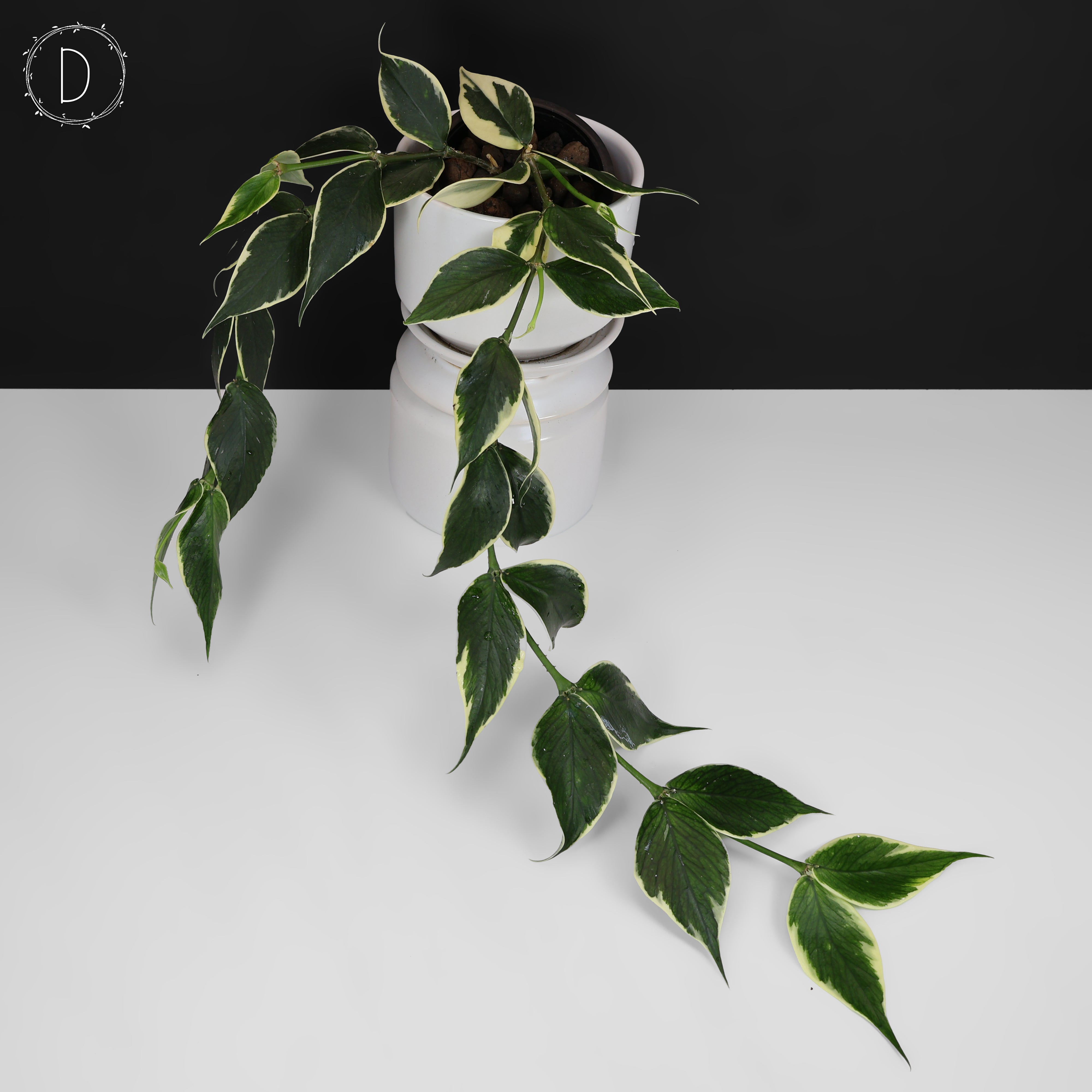 Hoya Polyneura Albomarginata – Curious Plant Killer