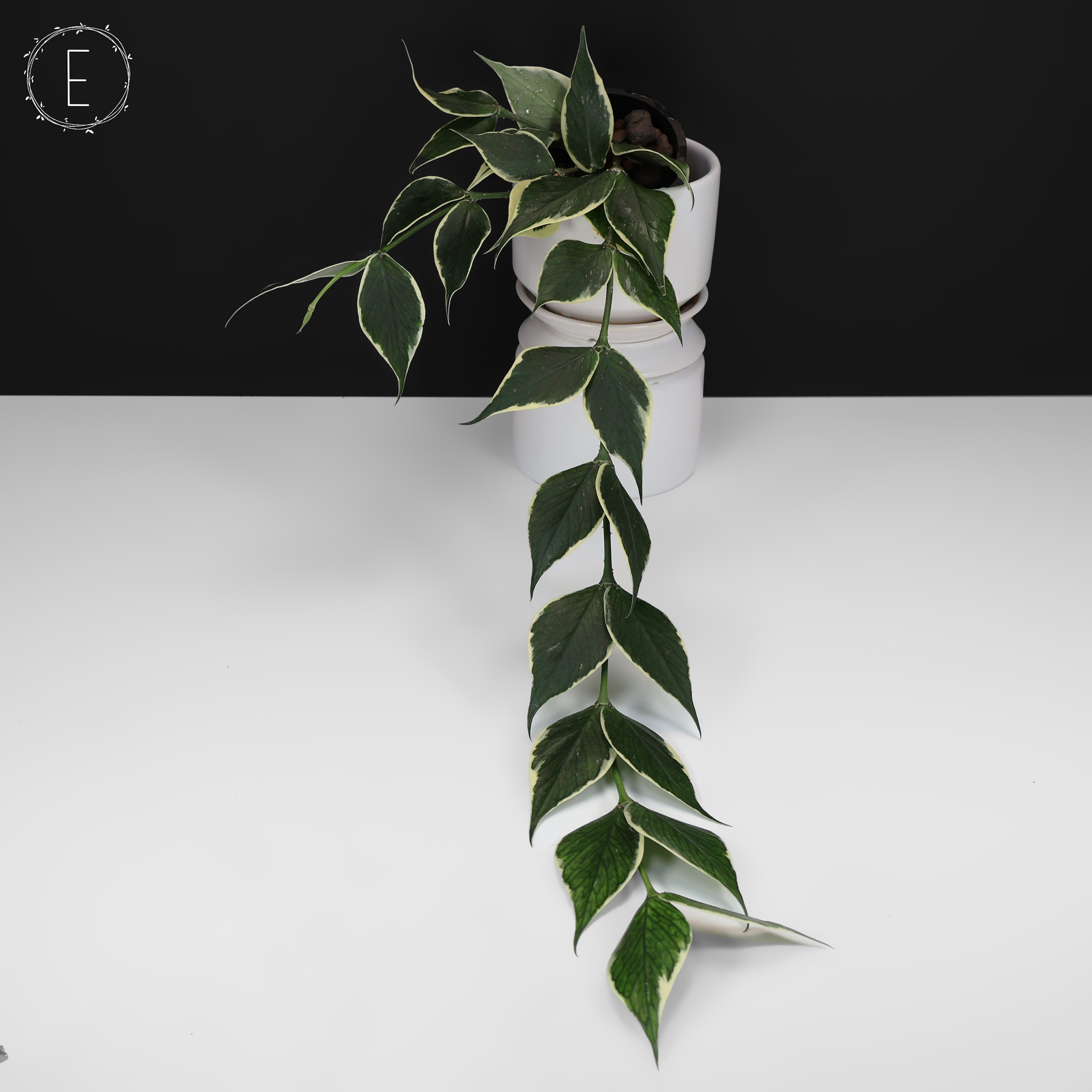 Hoya Polyneura Albomarginata – Curious Plant Killer