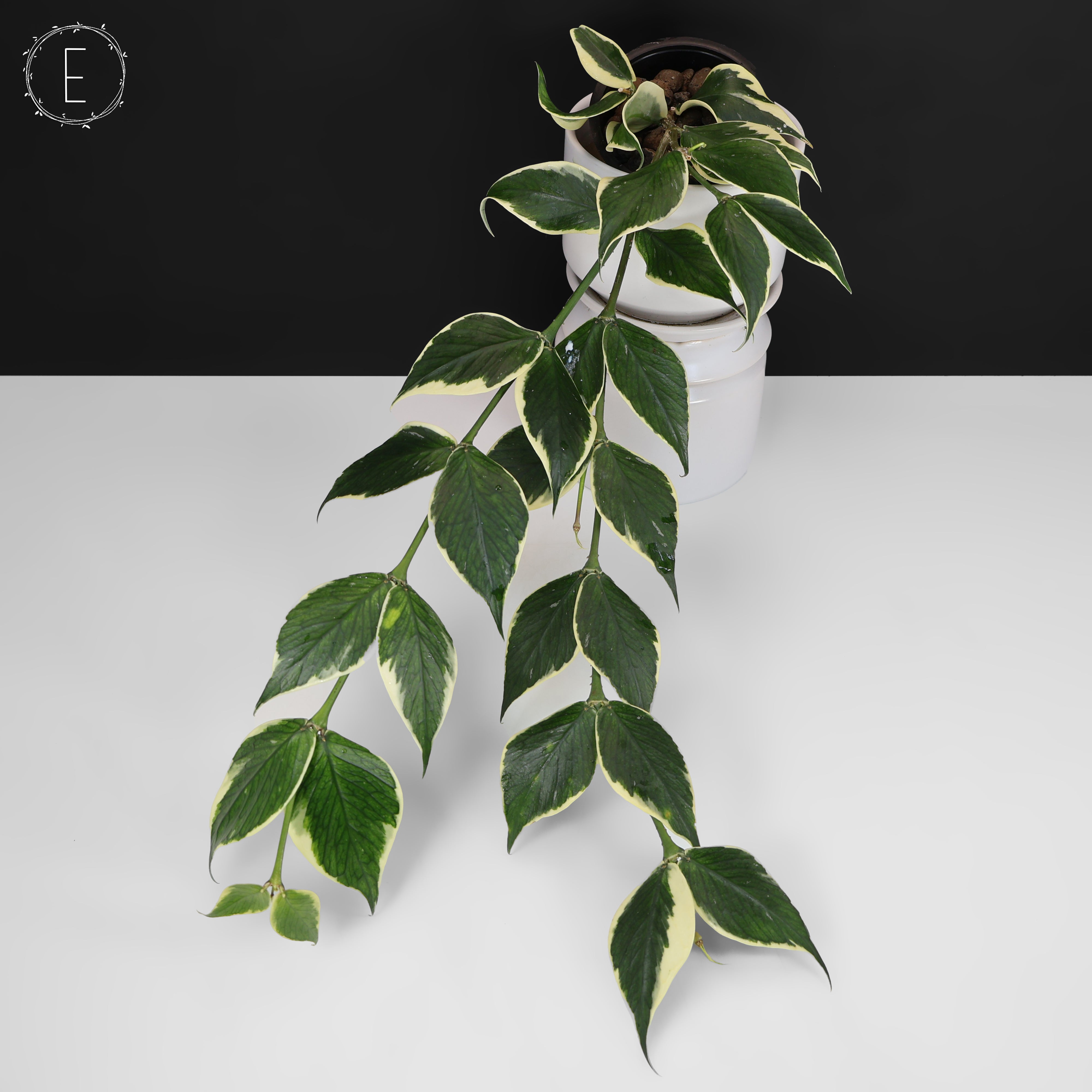 Hoya Polyneura Albomarginata – Curious Plant Killer