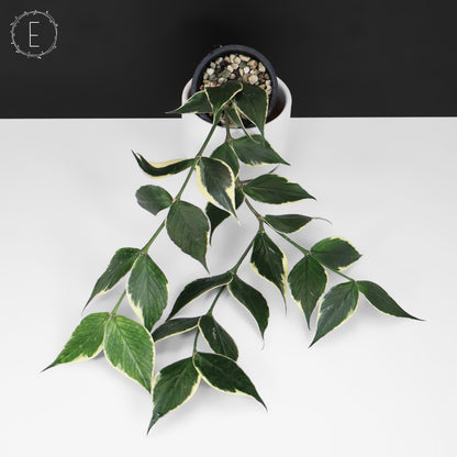 Hoya Polyneura Albomarginata
