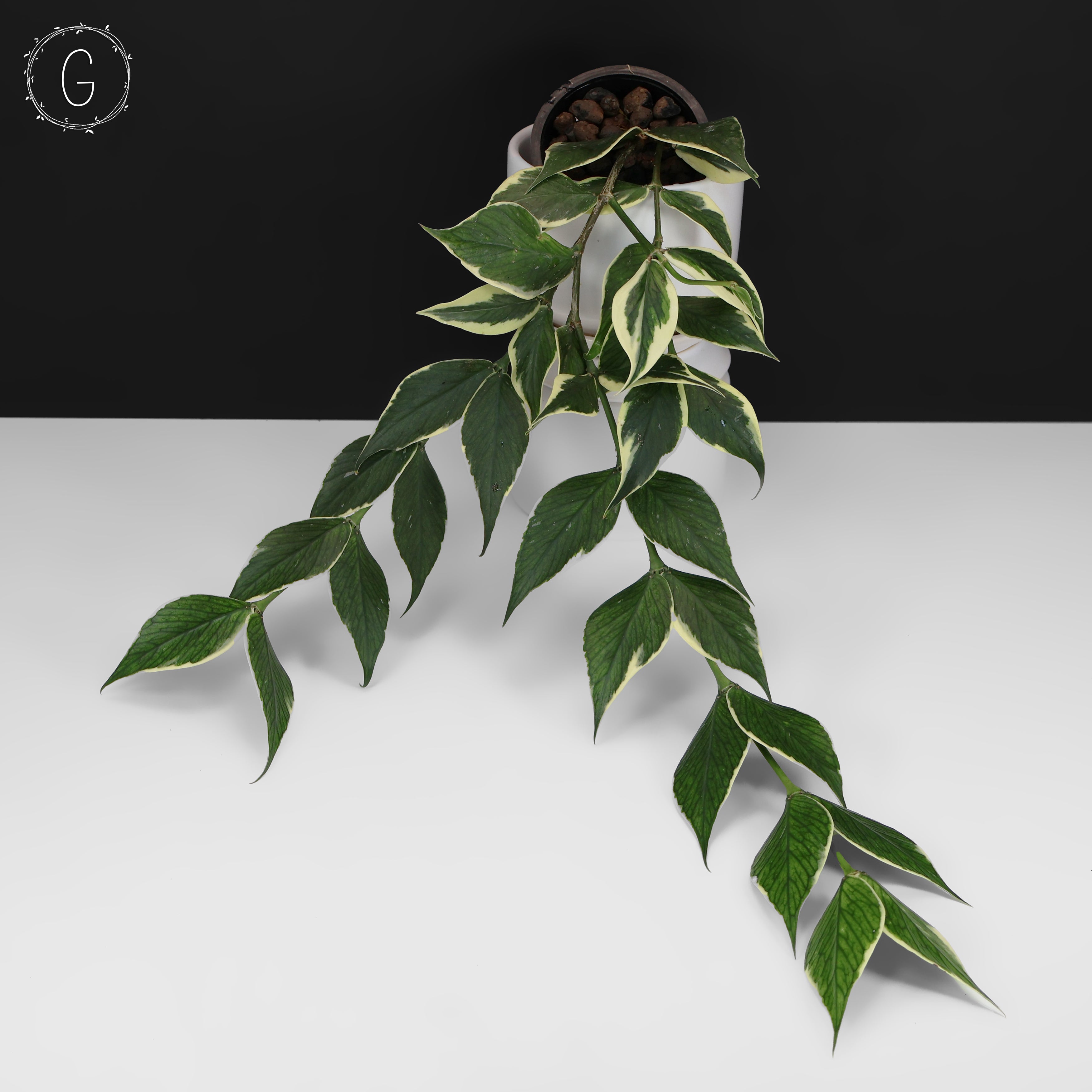 Hoya Polyneura Albomarginata – Curious Plant Killer