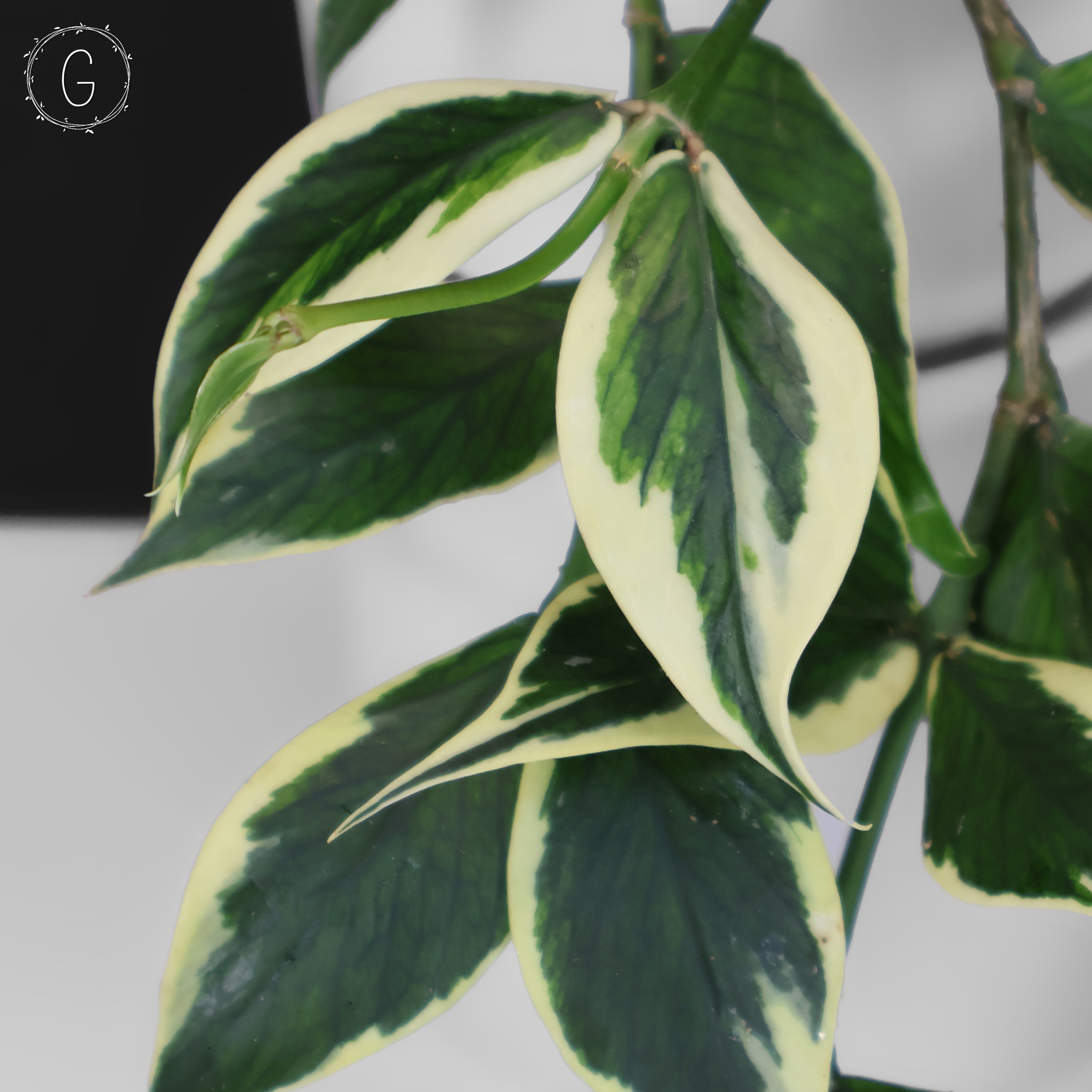 Hoya Polyneura Albomarginata – Curious Plant Killer