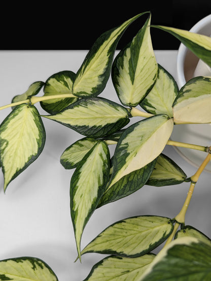 Hoya Polyneura Mutation