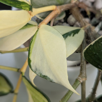 Hoya Polyneura Mutation