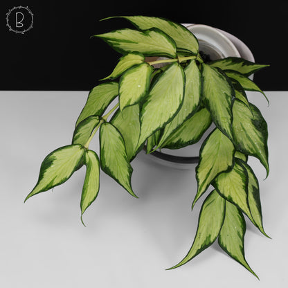 Hoya Polyneura Inner Variegated