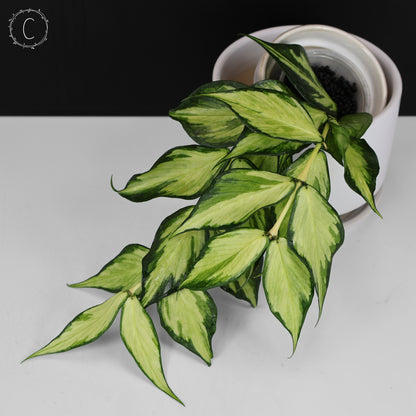 Hoya Polyneura Inner Variegated