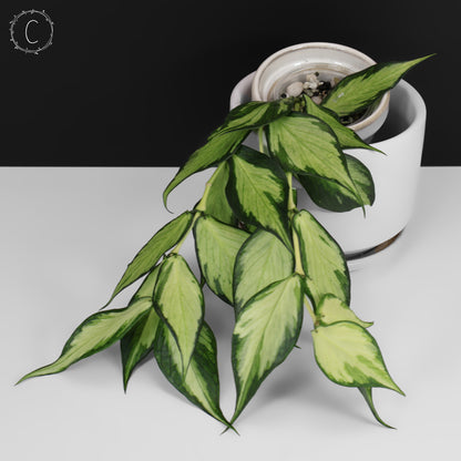 Hoya Polyneura Inner Variegated