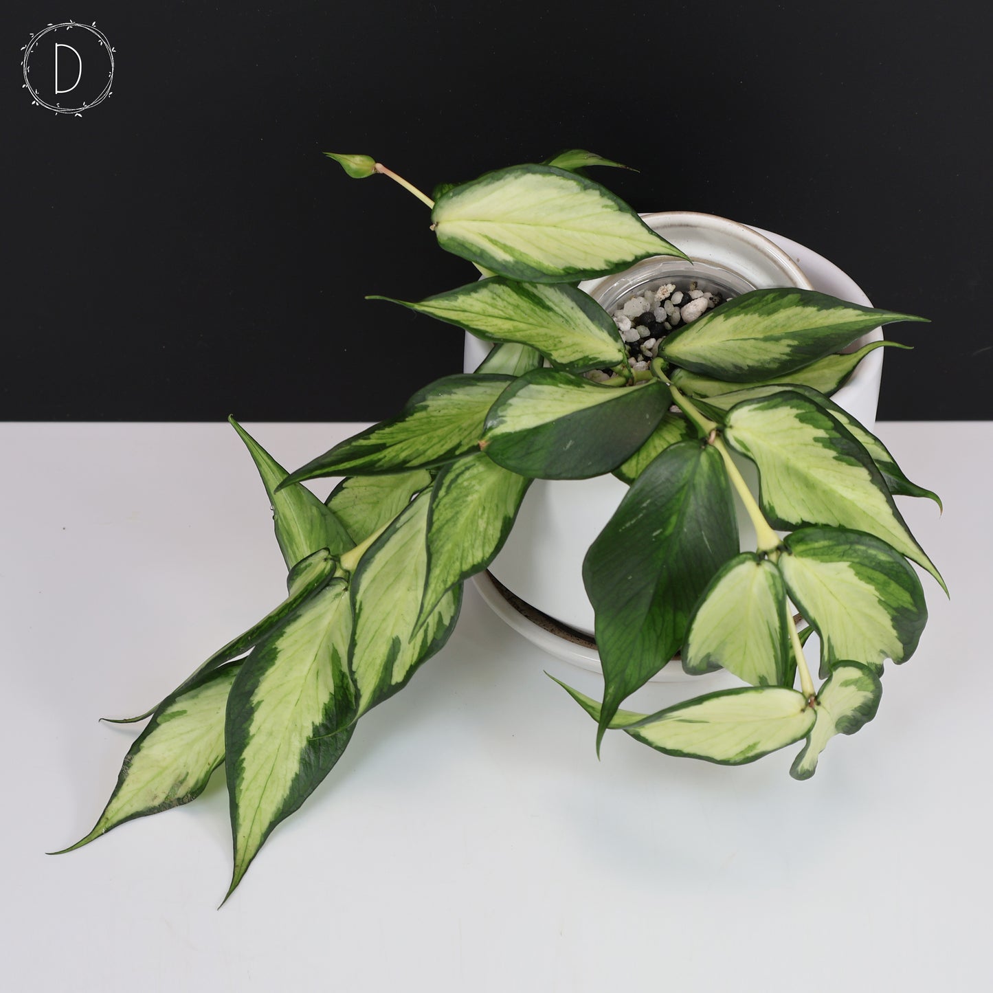 Hoya Polyneura Inner Variegated