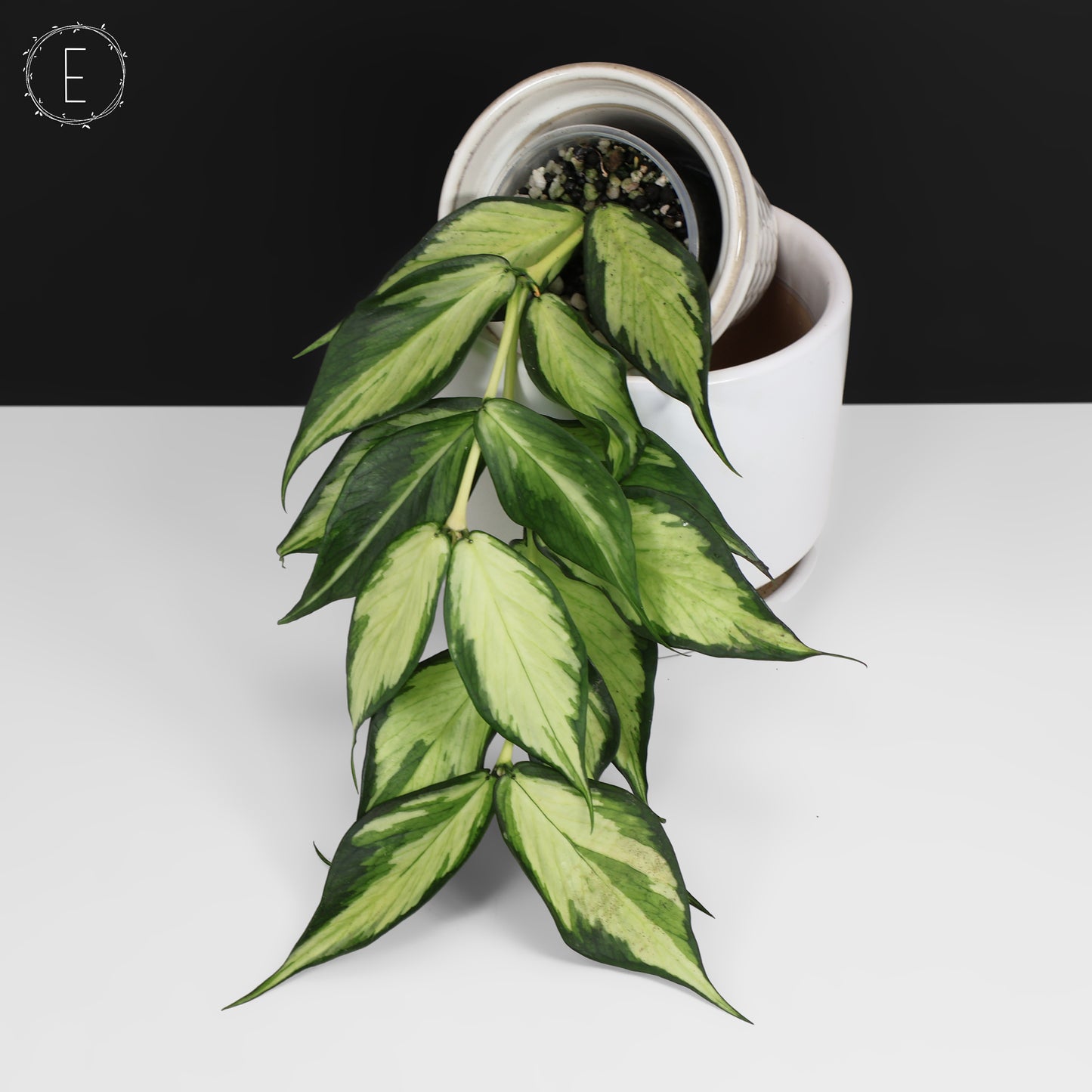 Hoya Polyneura Inner Variegated