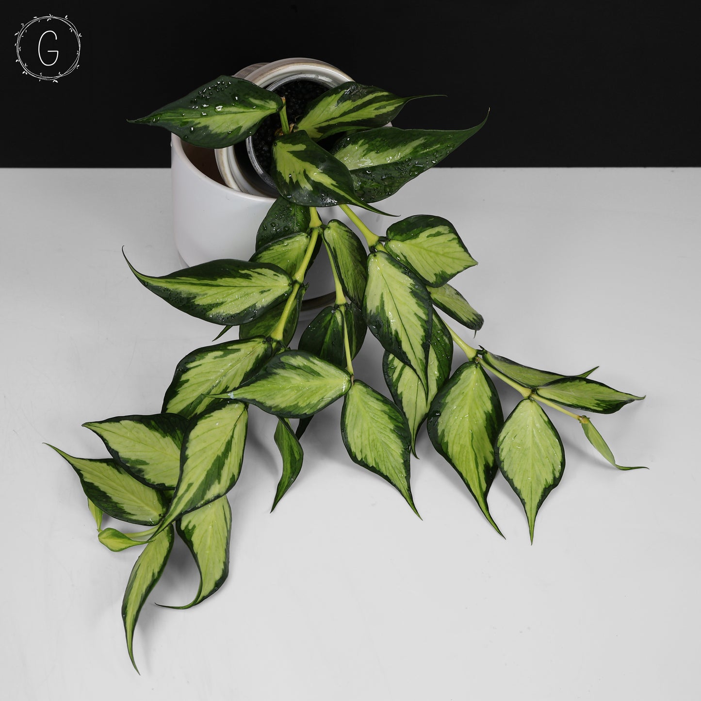 Hoya Polyneura Inner Variegated