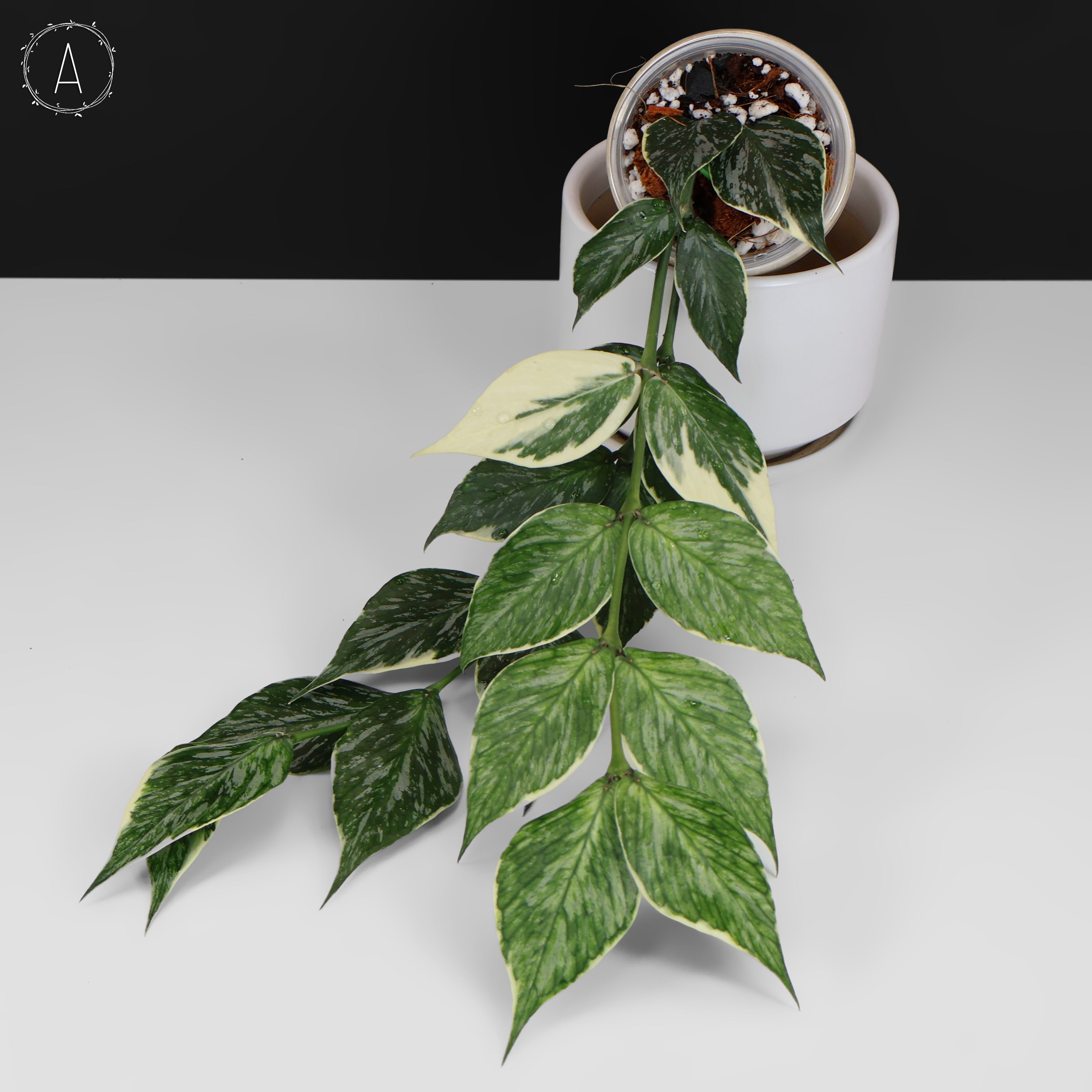 Hoya Polyneura Jasminka – Curious Plant Killer