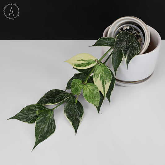 Hoya Polyneura Jasminka