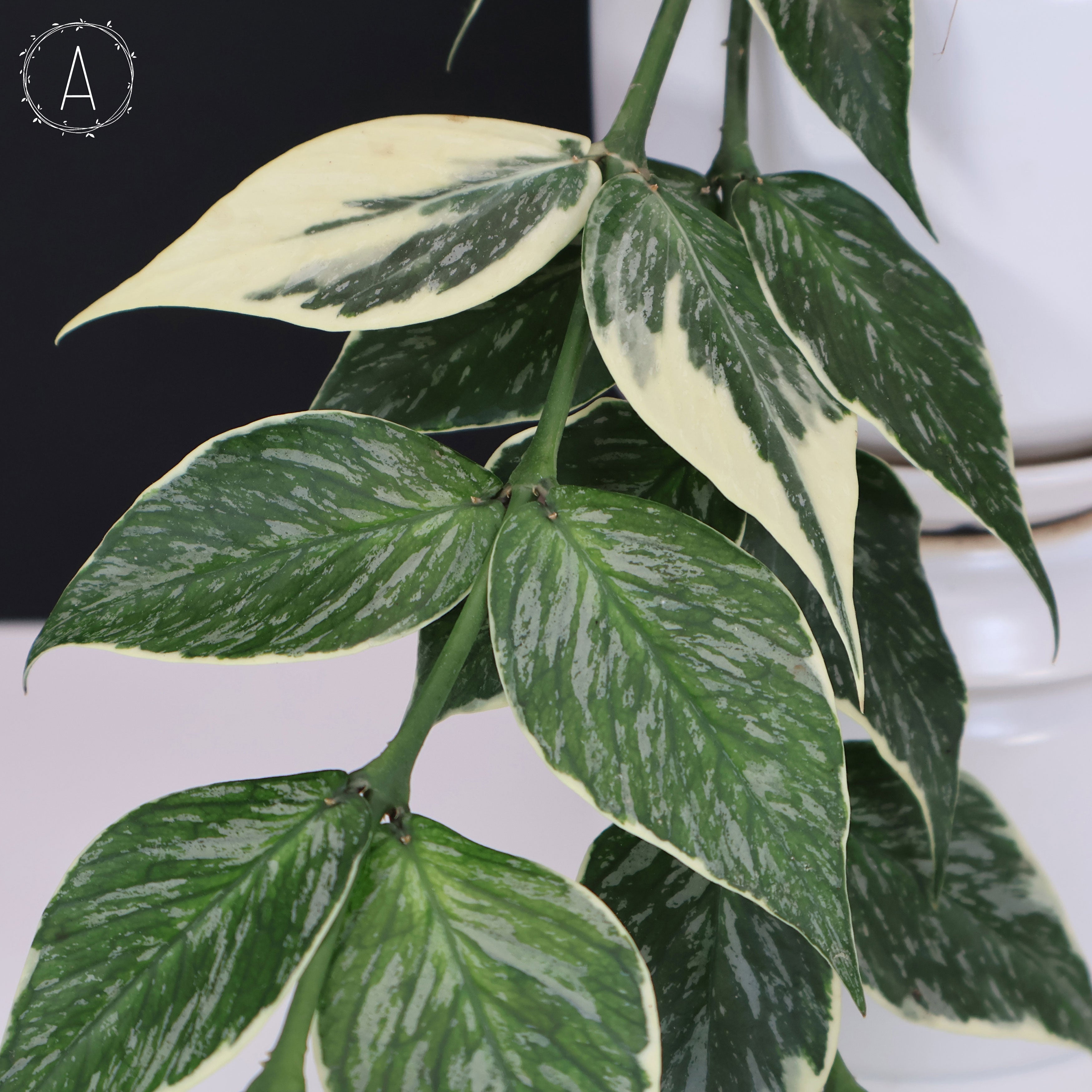 Hoya Polyneura Jasminka – Curious Plant Killer