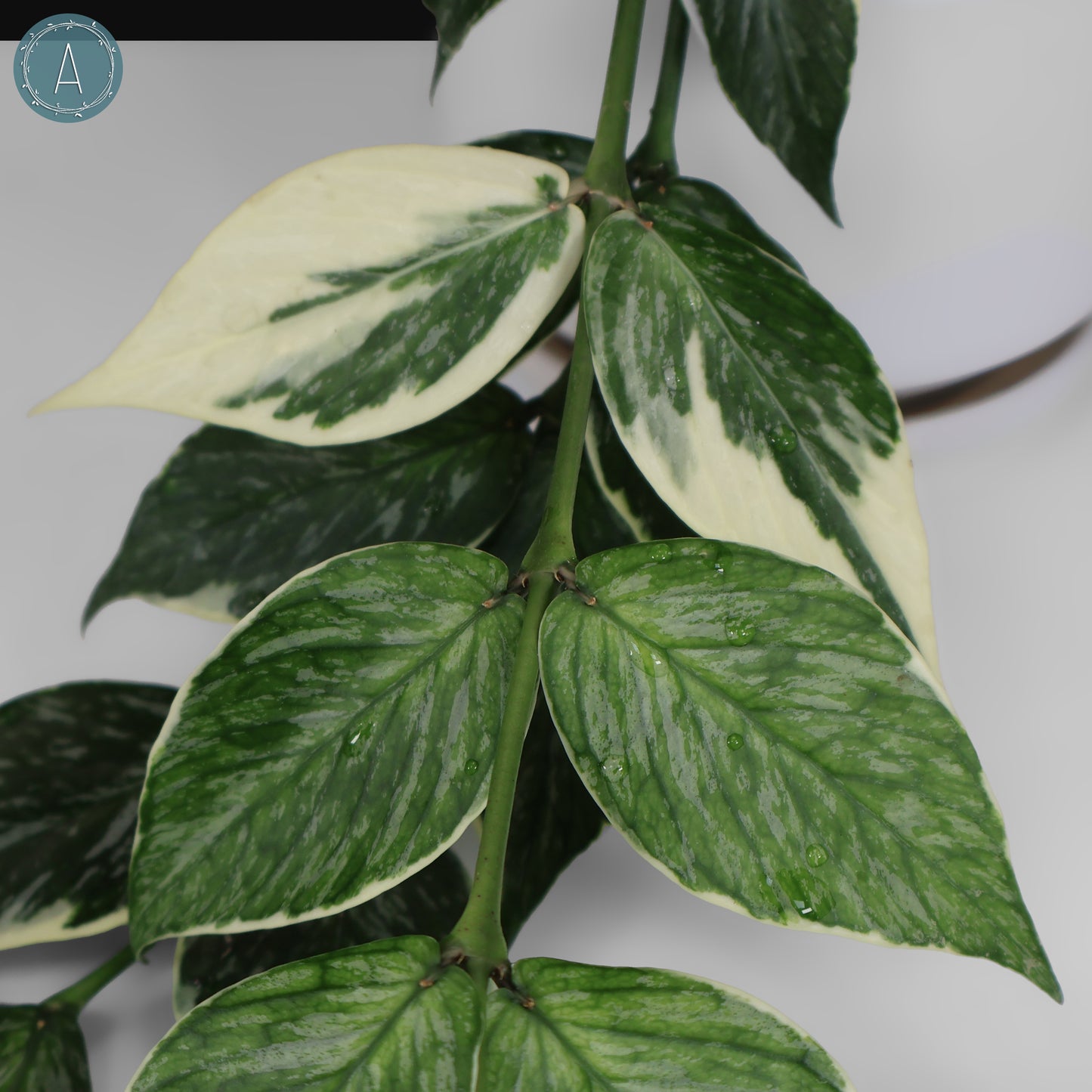 Hoya Polyneura Jasminka