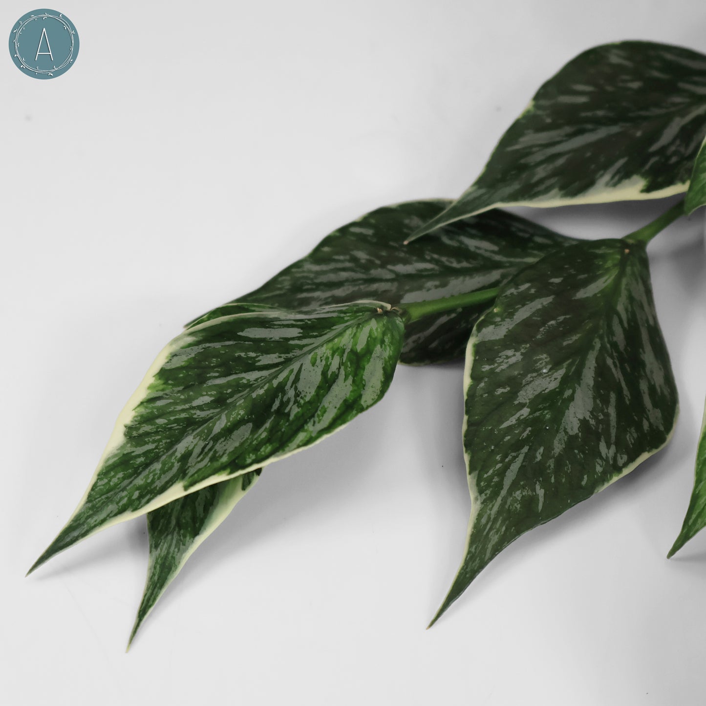 Hoya Polyneura Jasminka