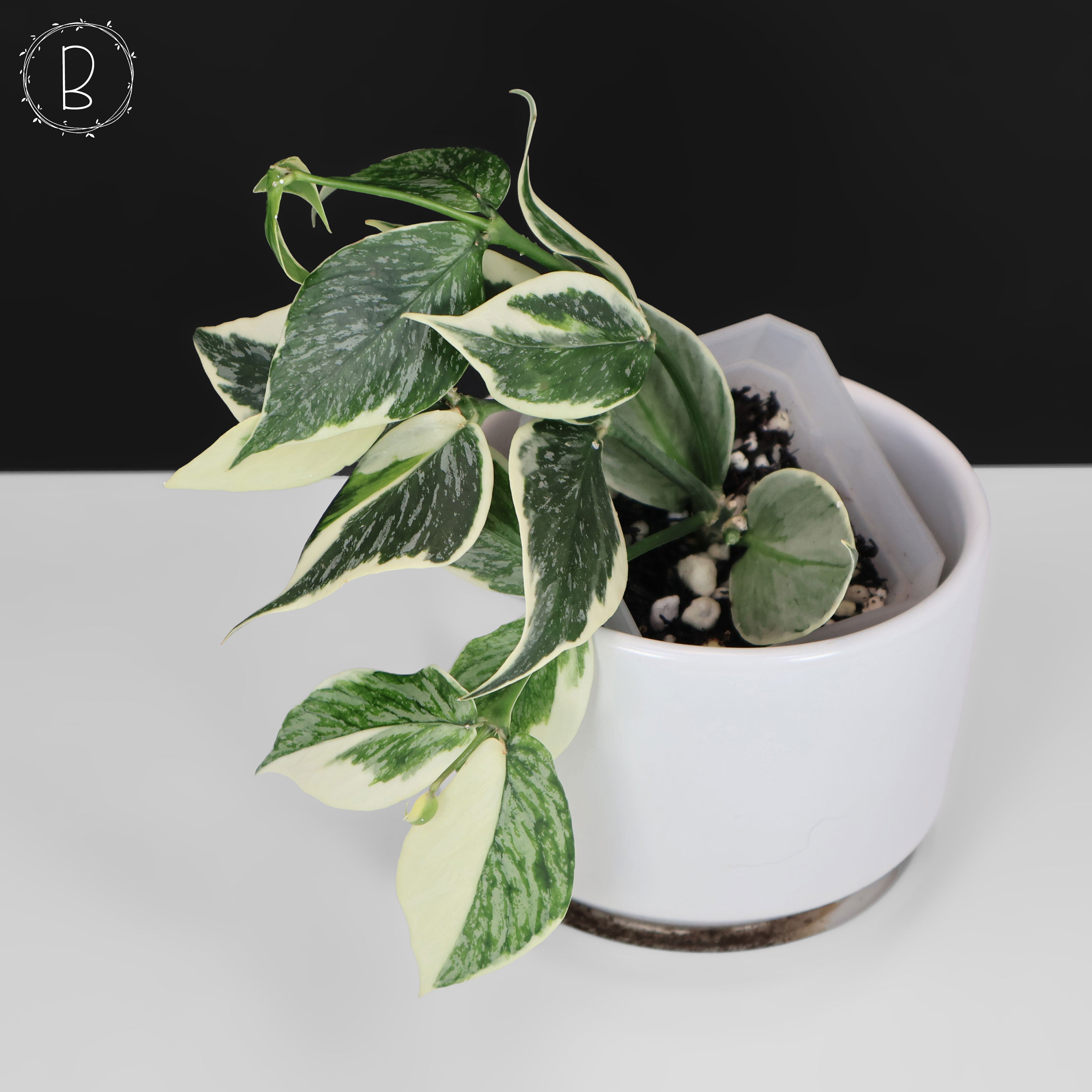 Hoya Polyneura Jasminka – Curious Plant Killer