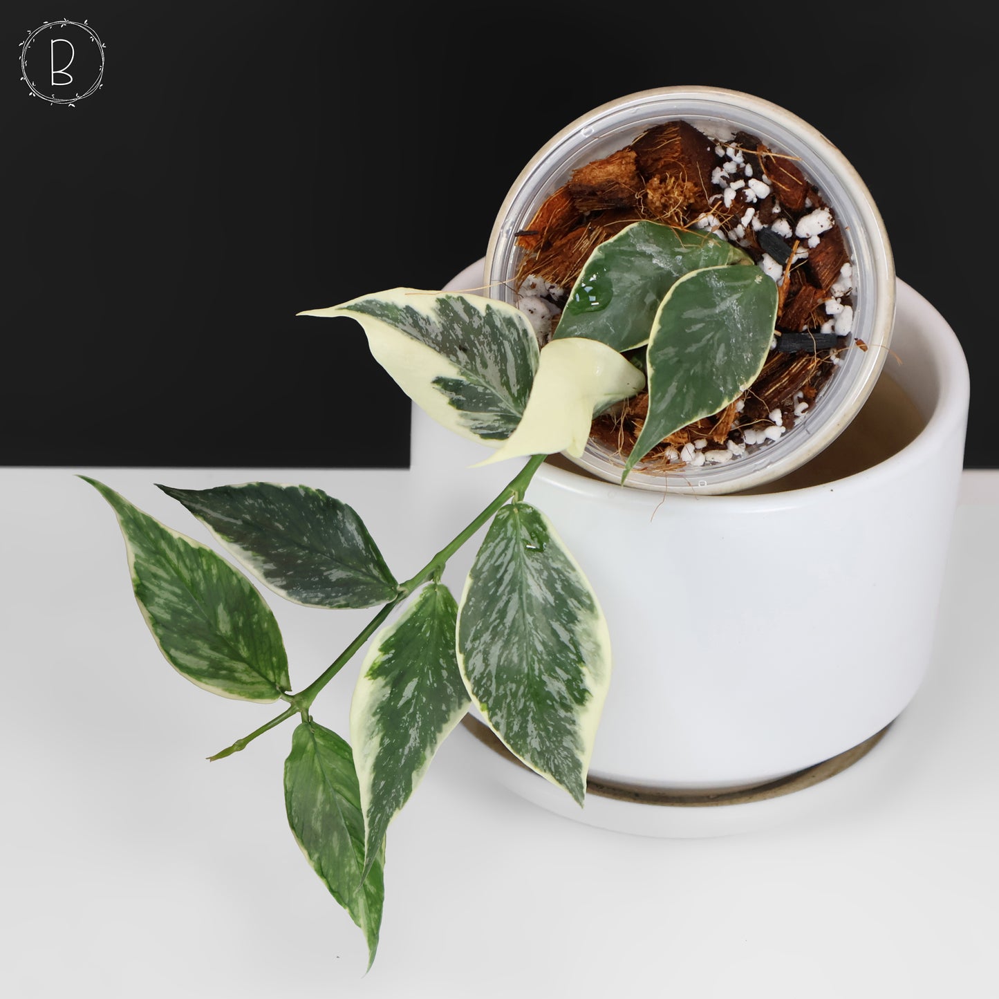 Hoya Polyneura Jasminka