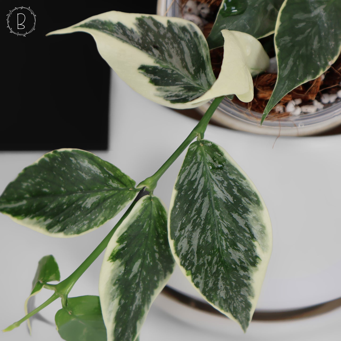 Hoya Polyneura Jasminka