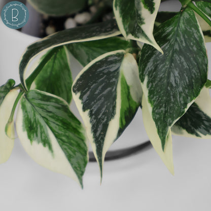 Hoya Polyneura Jasminka