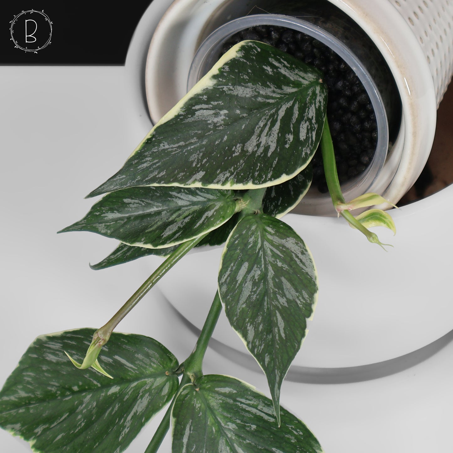 Hoya Polyneura Jasminka