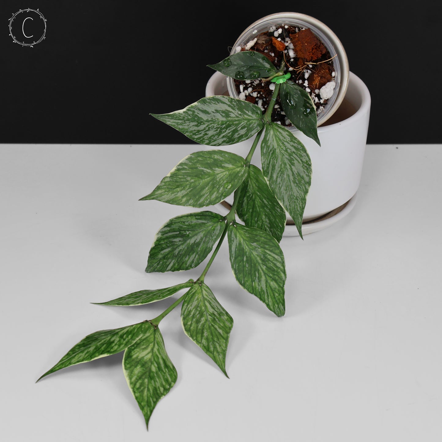 Hoya Polyneura Jasminka