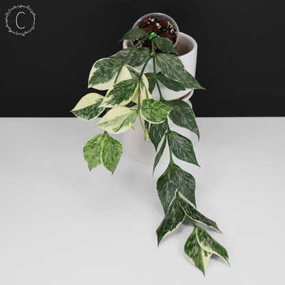 Hoya Polyneura Jasminka