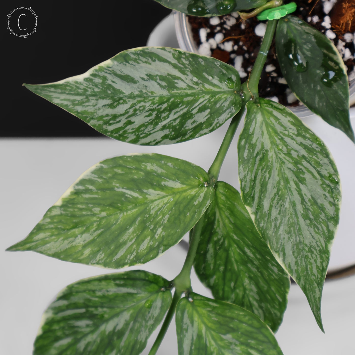 Hoya Polyneura Jasminka