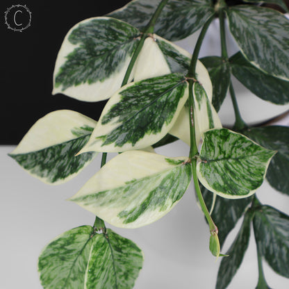 Hoya Polyneura Jasminka