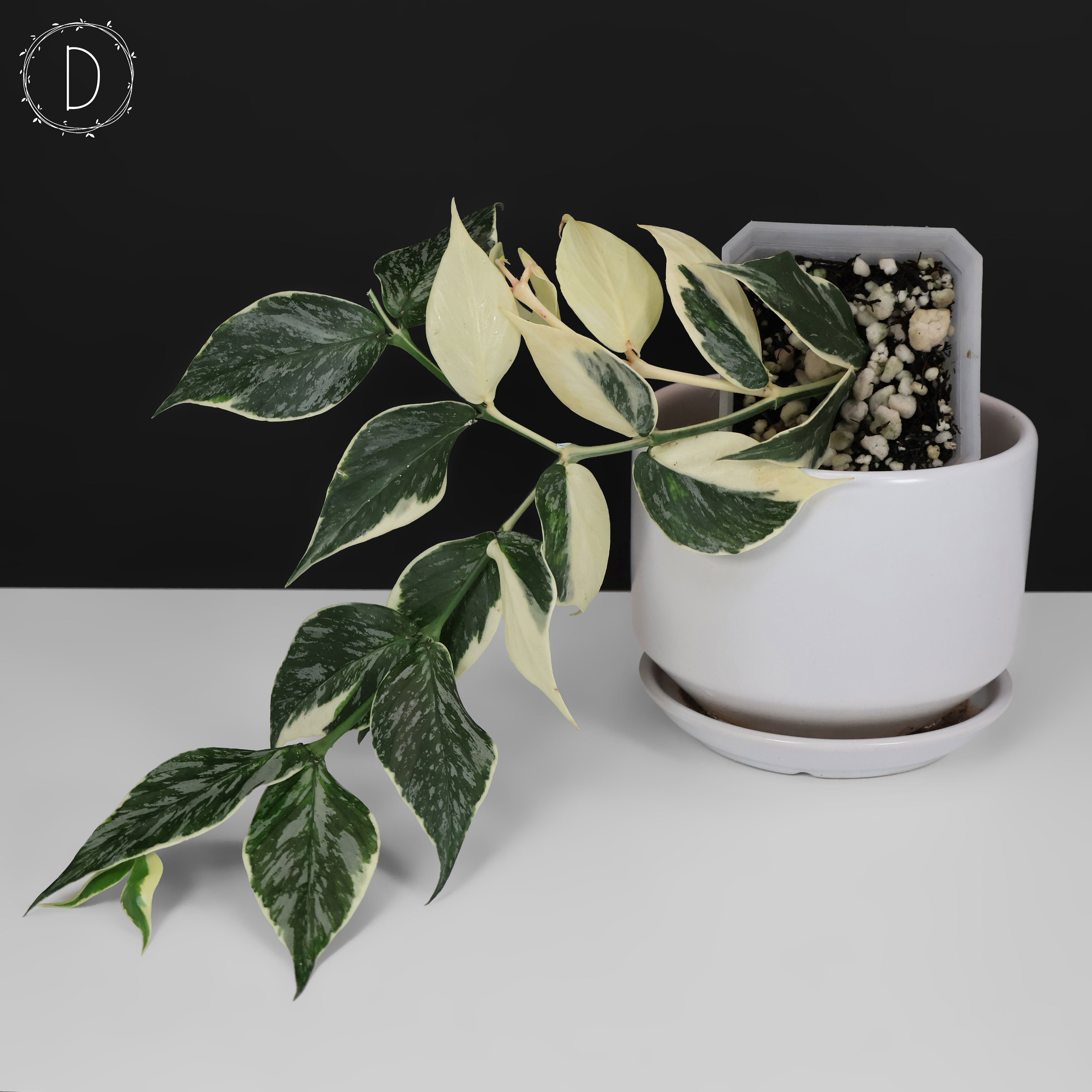 Hoya Polyneura Jasminka – Curious Plant Killer