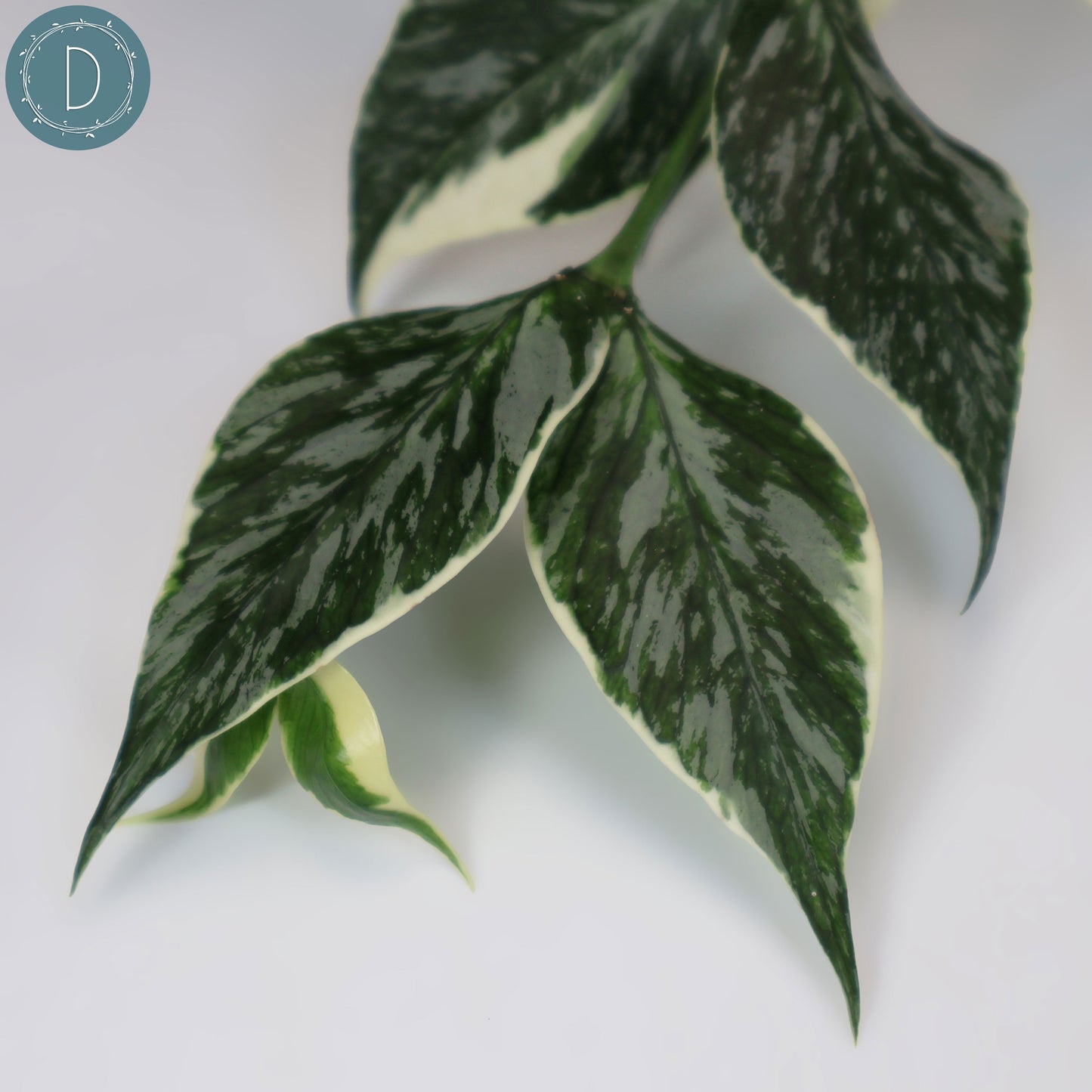 Hoya Polyneura Jasminka