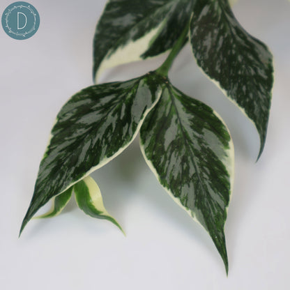 Hoya Polyneura Jasminka